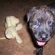CheeryDog