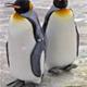 Wiipenguin