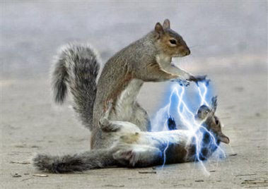 The Sith Squirrel