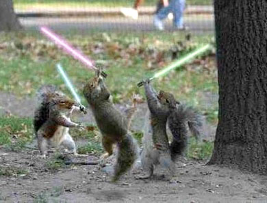Jedi Squirrels