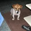 One of my dogs