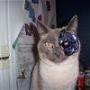 My Transformer Cat