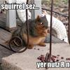 Evil Squirrel