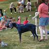 Blue Dog