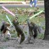Jedi Squirrels