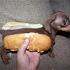 Hot  dog!
