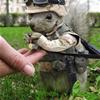 squirril marine