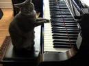 Cat playing piano