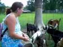 The Talking Goat