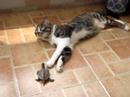 cat and turtle