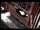 Funny Cats 1