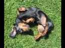 I'm A Dachshund