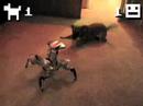 Puppy Vs. Robot! Epic Battle For Territorial Domination!