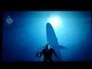 Endless Ocean - Blue Whale
