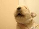 cute puppy whistle