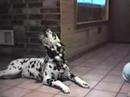 Talking dogs So Funny