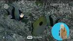 Wii Video - Endless Ocean (Wii)