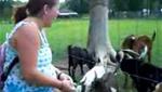 The Talking Goat