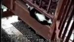Wii Video - Funny Cats 1