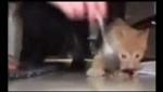 Wii Video - Funny Cats 3
