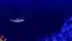Ecco The Dolphin (Sega Genesis/Mega Drive)