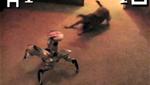 Puppy Vs. Robot! Epic Battle For Territorial Domination!