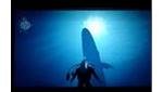Endless Ocean - Blue Whale