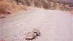 turtle domestic full and uncut
