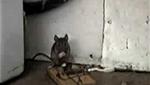 Epic Mouse Trap Fail